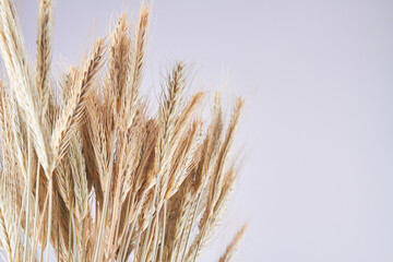 Naklejka na meble Ripe rye or wheat spikelets isolated on white background.