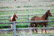 Horses in a  corral 