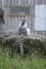 Sticker - Vertical shot of lemur resting on the stone