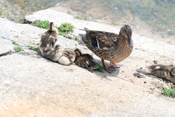 Wall Mural - duck and ducklings