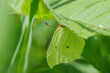 Common brimstone butterfly (Gonepteryx rhamni) hides under some green weed. Adaption, mimesis, on the environment.