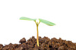 © natrot - Young plant in soil isolated on white background