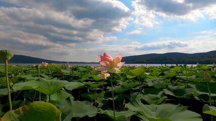 Lotuses. Nature. Landscape. 2