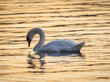 A mute swan on the River Brda in Poland