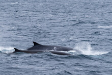 A Pair Of Adult Fin Whales (Balaenoptera Physalus), Surfacing Off Point Wild, Elephant Island