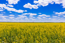 Rolling Field Of Yellow Flowers Under A Blue Sky And Fluffy Clouds, North Dakota
