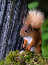 Red Squirrel, County Laois, Leinster, Republic Of Ireland
