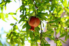 Selective Focus On A Small Red Pomegranate On The Tree Branch, Among The Light Green Leaves