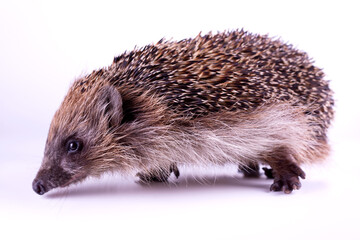 Cute wild European Hedgehog Isolated on White Background.