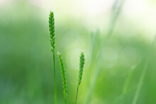 Cynosurus Cristatus, The Crested Dog's-tail, Is A Short-lived Perennial Grass In The Family Poaceae.