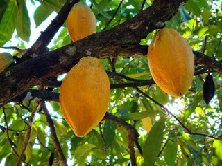 Cocoa fruit hanging on the tree