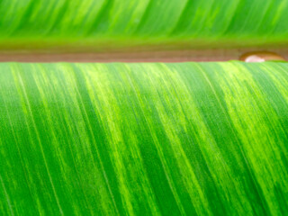 Canvas Print - Close up the banana leaves of spotted plant background.