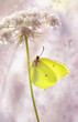 Motyl Latolistek cytrynek na marchwi polnej