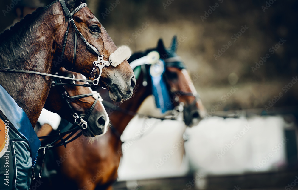Portrait sports brown stallions in the bridle after the competition with premium rosettes. Equestrian sport. - obrazy, fototapety, plakaty 