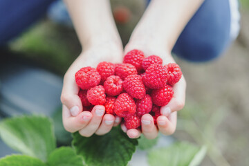 Wall Mural - Girl picking raspberries and showing in hands