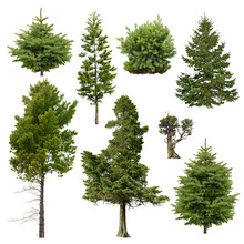 Cutout Pine Tree. Set Of Fir And Coniferous Trees Isolated On White Background. High Quality Clipping Mask For Professional Composition. Evergreen Tree.