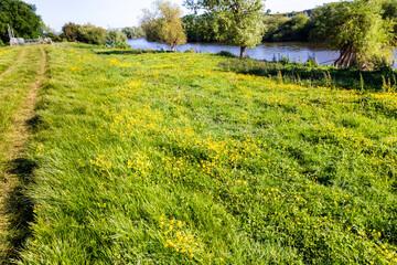 Wall Mural - Buttercups flowering beside the Severn Way Long Distance Footpath at Wainlodes, north of Gloucester UK