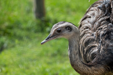 Nandu portrait in a wildpark.