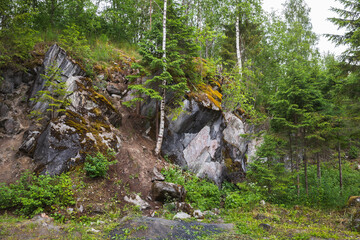 Wall Mural - Karelian forest, summer landscape
