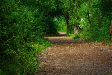 Poster - By the Trail in Springtime