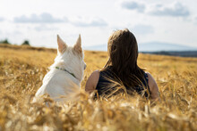 Woman And Dog White Swiss Shepherd Sitting Backwards In The Field Of Wheat