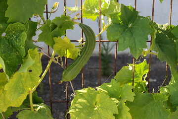 Wall Mural - Barrezi or Italian cucumber on a background of green branches and leaves. Growing cucumbers on metal trellises. 