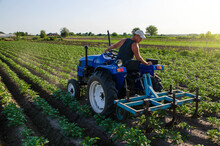 A Farmer On A Tractor Cultivates A Potato Plantation. Young Potatoes Bushes Agroindustry And Agribusiness. Farm Machinery. Plowing And Loosening Ground. Crop Care, Soil Quality Improvement.