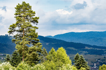 Wall Mural - trees in the mountains, Pieniny Poland