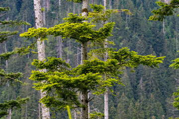 Wall Mural - tree in the Polish Tatra Mountains