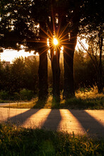 Vertical Outdoor Photography Of A Sunset In A Park With Three Trees, Casting Shadows On A Road And Sun Orange Beams, Shining Through The Branches