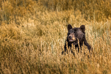 black bear hiding in a summer meadow and observing the area
