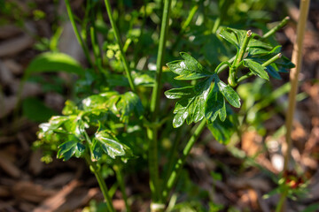 Naklejka na meble Close up abstract texture background of leaves on a flat leaf Italian parsley herb plant (petroselinum crispum) in a sunny garden