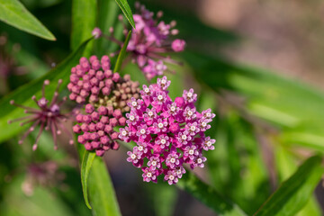 Wall Mural - Close up abstract texture background of beautiful rosy pink blossoms and buds on a swamp milkweed plant (asclepias incarnata) in a sunny summer garden