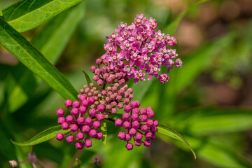 Wall Mural - Close up abstract texture background of beautiful rosy pink blossoms and buds on a swamp milkweed plant (asclepias incarnata) in a sunny summer garden