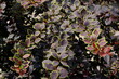 macro berberys thunberga purple leaves with green outlines