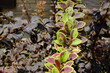 macro berberys thunberga purple leaves with green outlines, selective focus, shallow DOF