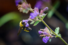 Bumblebee Pollinating A Small Purple Flower