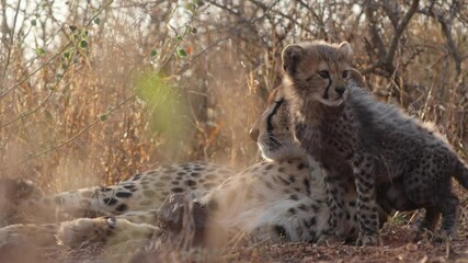 Wall Mural - Cute fluffy cheetah cub stays close to mom in tall gold savanna grass