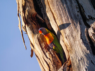 Sticker - Lorikeet In Crack