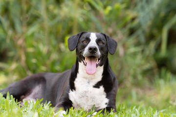 portrait one adorable brown and white mixed breed dog looking at the camera posing on the green grass at the park with green trees in the background