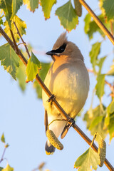 Wall Mural - cedar waxwing bird