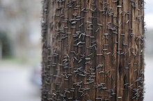 Telephone Pole With Many Staples 