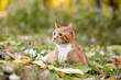 one mixed breed cat posing for the camera on the grass with leaves and plants and trees in the background in the woods 
