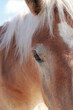 Portrait of a young horse. Eye close-up