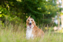 One White And Brown Borzoi Dog On The Green Grass In The Park 