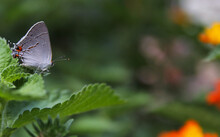 Hairstreak Butterfly - Strymon Melinus On Lantana Leaf