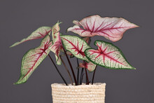 Beautiful Exotic 'Caladium White Queen' Plant With White Leaves And Pink Veins In Pot In Front Of Gray Background