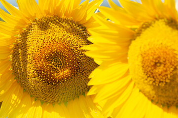 Two heads of blooming sunflowers, close-up image