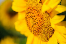 Beautiful Delicate Yellow Sunflower Flower Close-up On A Natural Background, Center Of Growing Flower, Petals Close-up, Circle Of Big Fresh Flower, Bright Spring Or Summer Greeting Card And Wallpaper