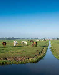 Poster - many horses in green grassy meadow and distant farm in holland under blue sky on summer morning